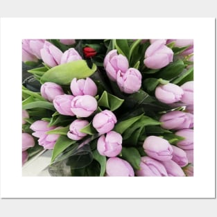 White Gentle Pink Tulips Bouquet Posters and Art